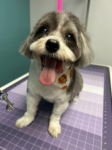 Smiling gray and white pup after a fresh groom at Shampoodled