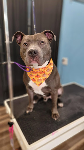 Gray pit bull wearing an orange bandana on the grooming table