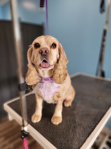 Cocker spaniel with a purple bandana after grooming