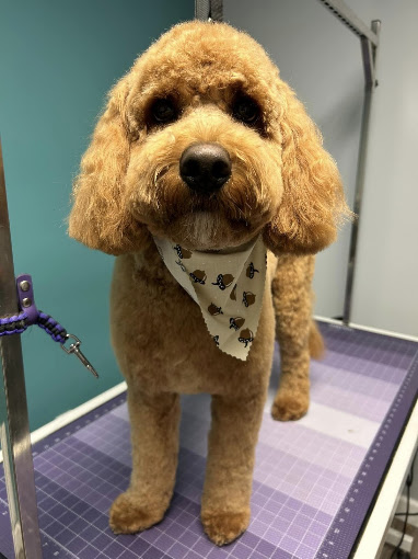 Freshly trimmed apricot doodle with a bandana