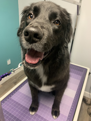Happy black dog on the grooming table