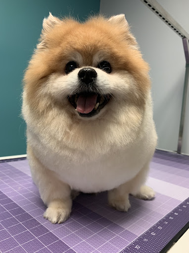 Fluffy Pomeranian with a rounded teddy-bear trim