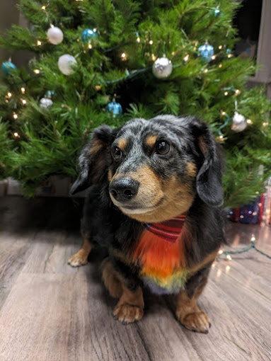 Dachshund with a rainbow bandana in front of a Christmas tree