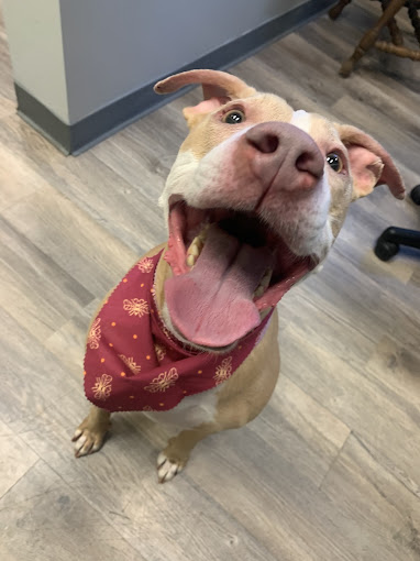 Grinning pit bull in a red bandana