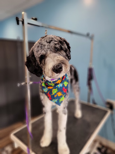 Merle sheepadoodle in a dinosaur bandana on the grooming table