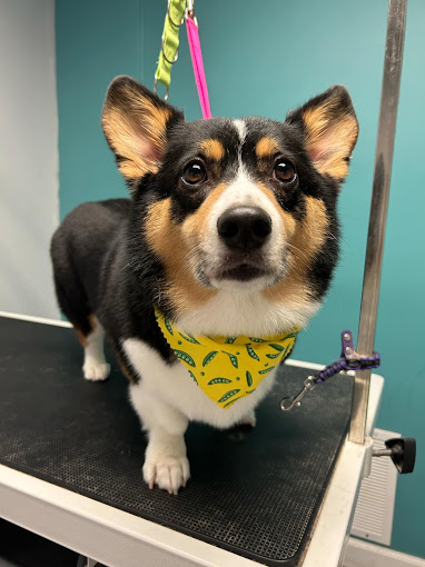 Corgi in a yellow pea-pod bandana after grooming