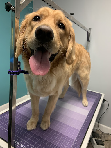 Happy golden retriever with tongue out after a bath