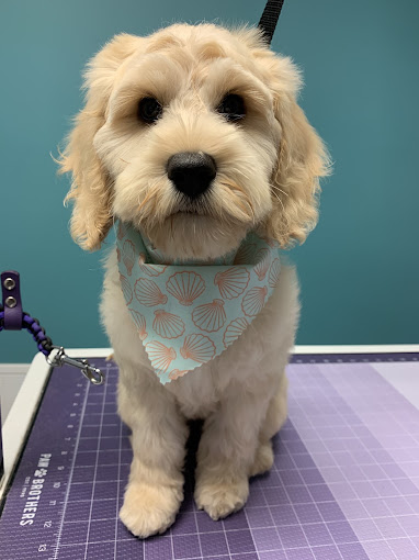 Cream doodle puppy in a seashell bandana