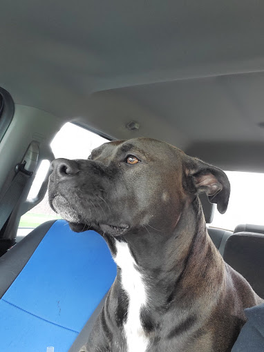 Black pit bull riding in the car