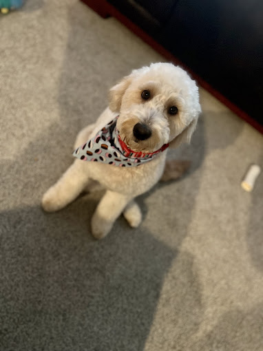 White doodle in a polka-dot bandana looking up