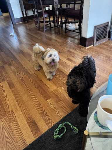 Two freshly groomed fluffy pups at home