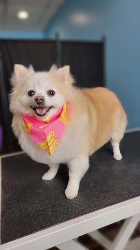 Smiling Pomeranian in a banana bandana