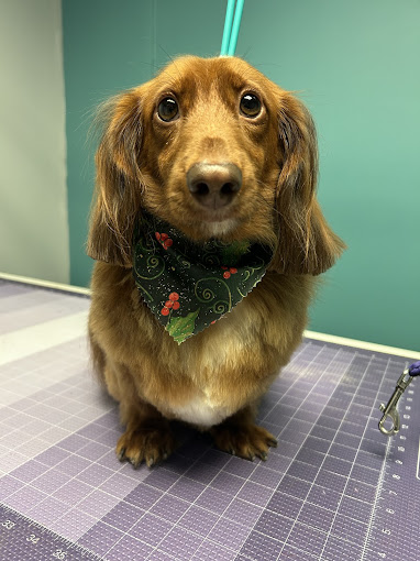 Long-haired dachshund in a holly bandana
