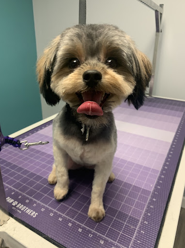 Smiling Yorkie mix with tongue out on the grooming table