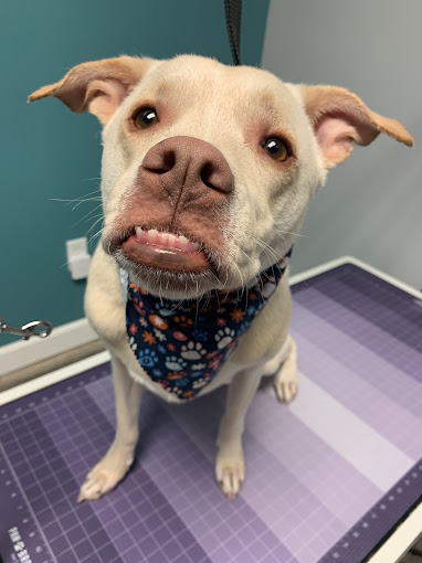 Cream pup in a paw-print bandana grinning at the camera