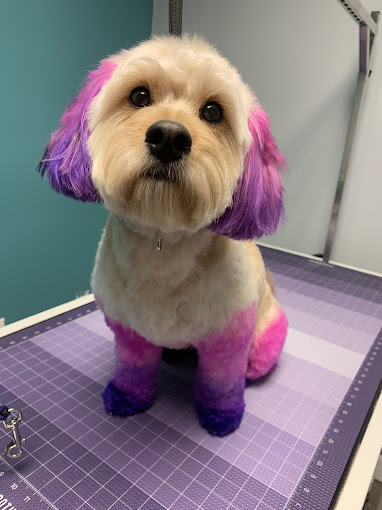 Doodle with creative pink and purple color on ears and legs