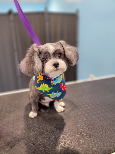 Gray and white pup in a dinosaur bandana
