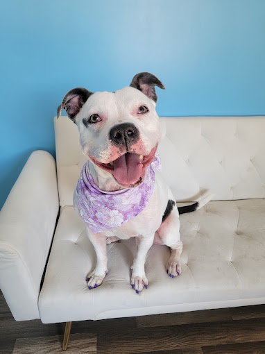 Smiling white pit bull with purple painted nails on a couch