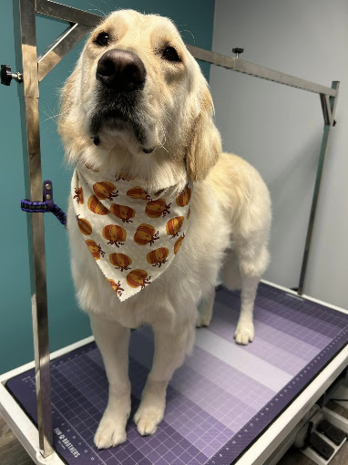 Golden retriever in a pumpkin bandana on the grooming table