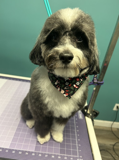 Black and white doodle in a holiday bandana