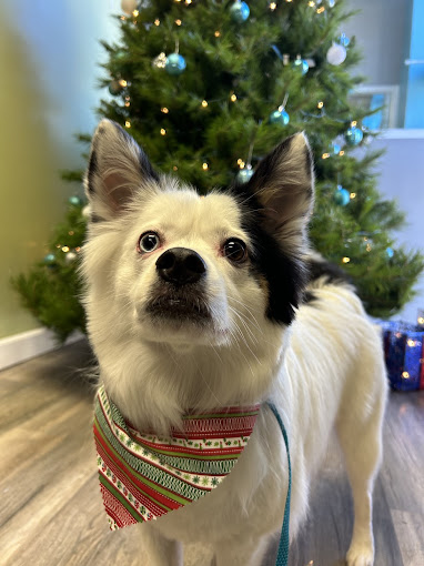White and black pup in a festive bandana by a Christmas tree