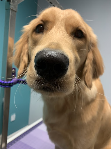 Golden retriever puppy leaning in for a nose close-up