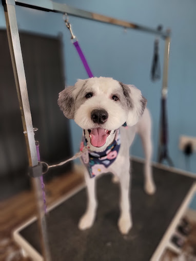 White and gray doodle in a floral bandana smiling on the table