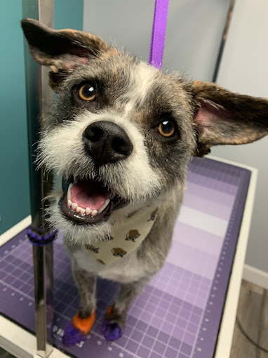 Scruffy terrier mix with painted nails and a bandana