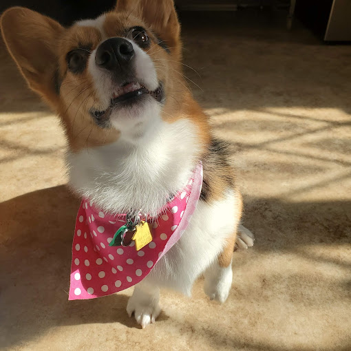 Corgi in a pink polka-dot bandana in the sunshine