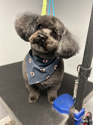 Gray poodle in a navy life-ring bandana