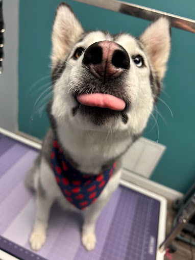 Husky with tongue out in a red heart bandana