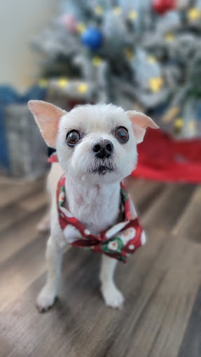 Small white pup in a holiday bandana by a Christmas tree
