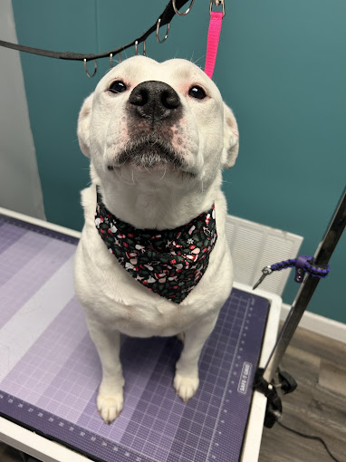 White pup in a heart bandana looking up from the table