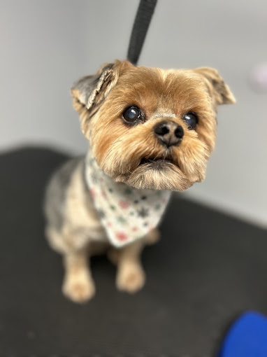 Yorkie in a star-print bandana looking up