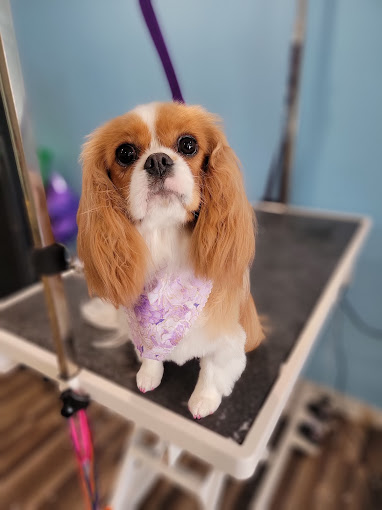 Cavalier King Charles spaniel in a lavender bandana