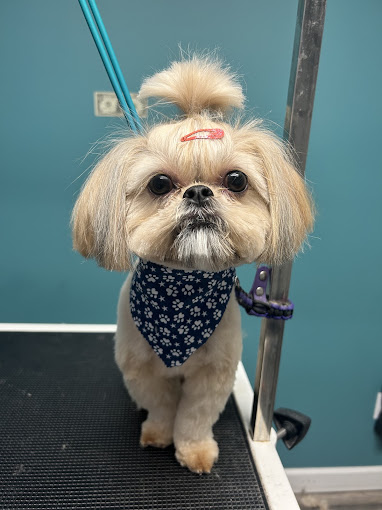 Shih Tzu with a topknot and paw-print bandana
