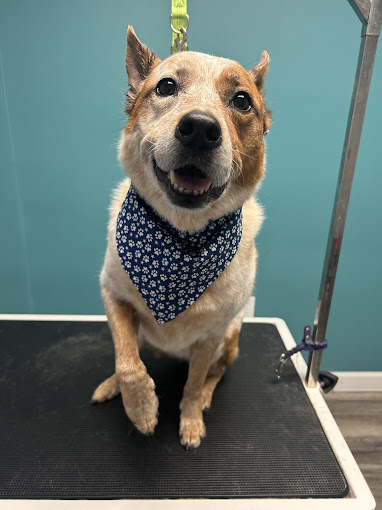 Smiling red heeler in a paw-print bandana