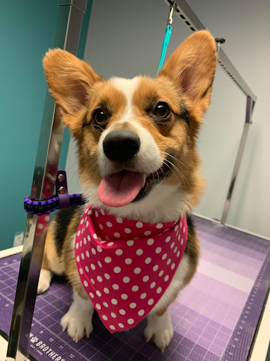 Corgi in a pink polka-dot bandana grinning