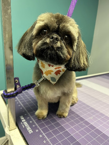 Shih Tzu in an autumn leaf bandana