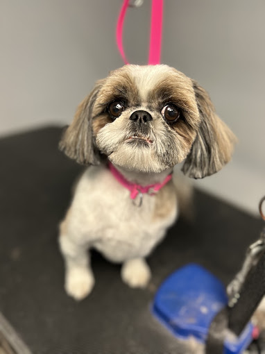Shih Tzu with a pink collar after a fresh trim