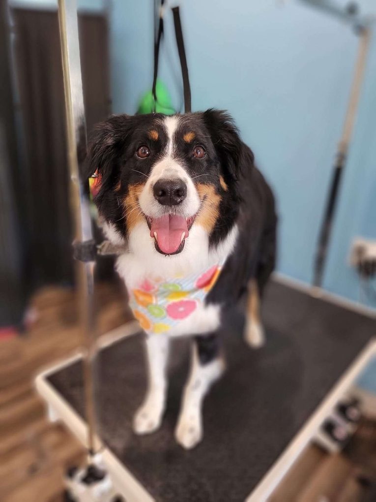 Smiling Australian shepherd in a citrus bandana