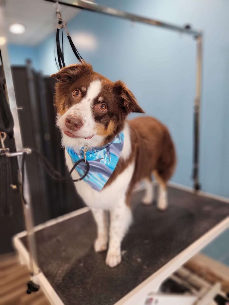 Red merle Aussie in a dolphin bandana tilting its head
