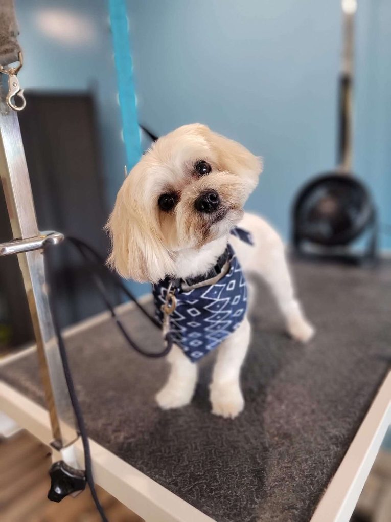 Cream Shih Tzu mix in a navy bandana with a head tilt