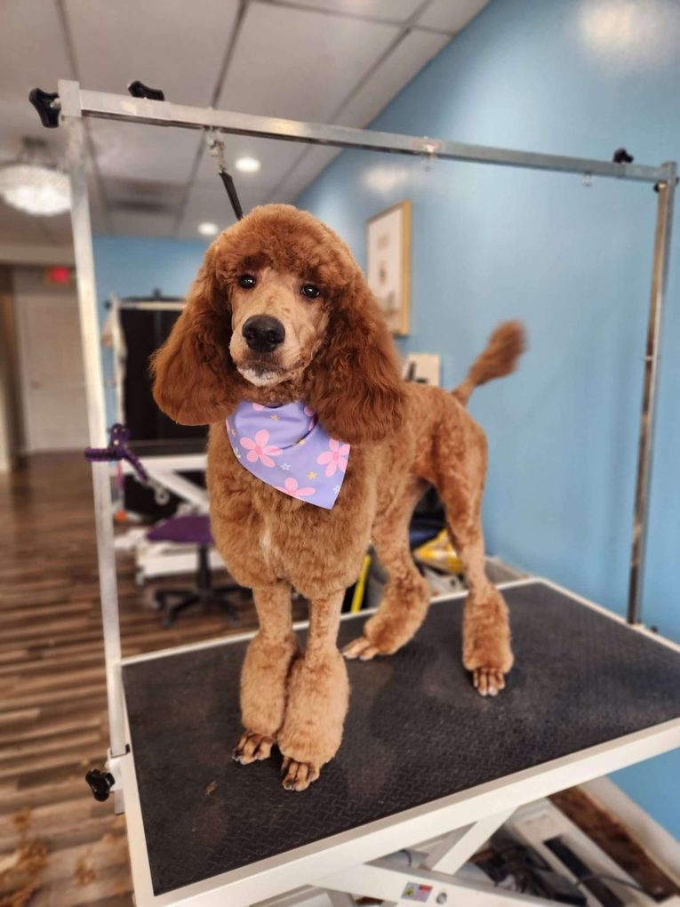Red standard poodle in a lavender flower bandana