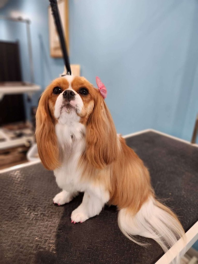 Cavalier spaniel with a pink bow and painted nails