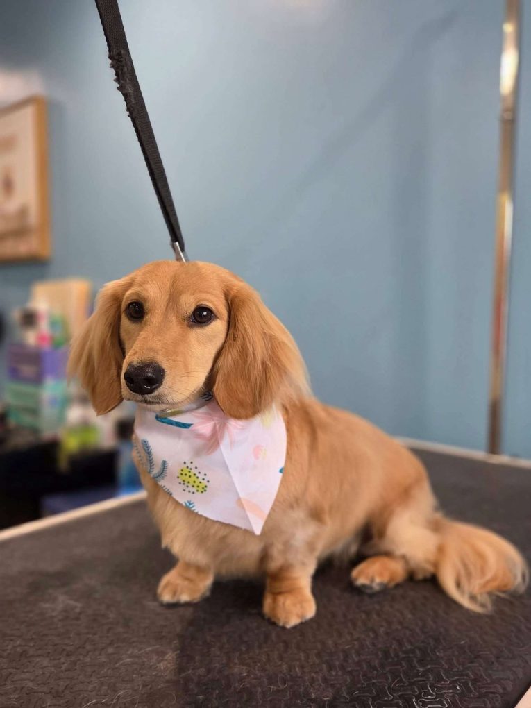 Long-haired cream dachshund in a pastel bandana