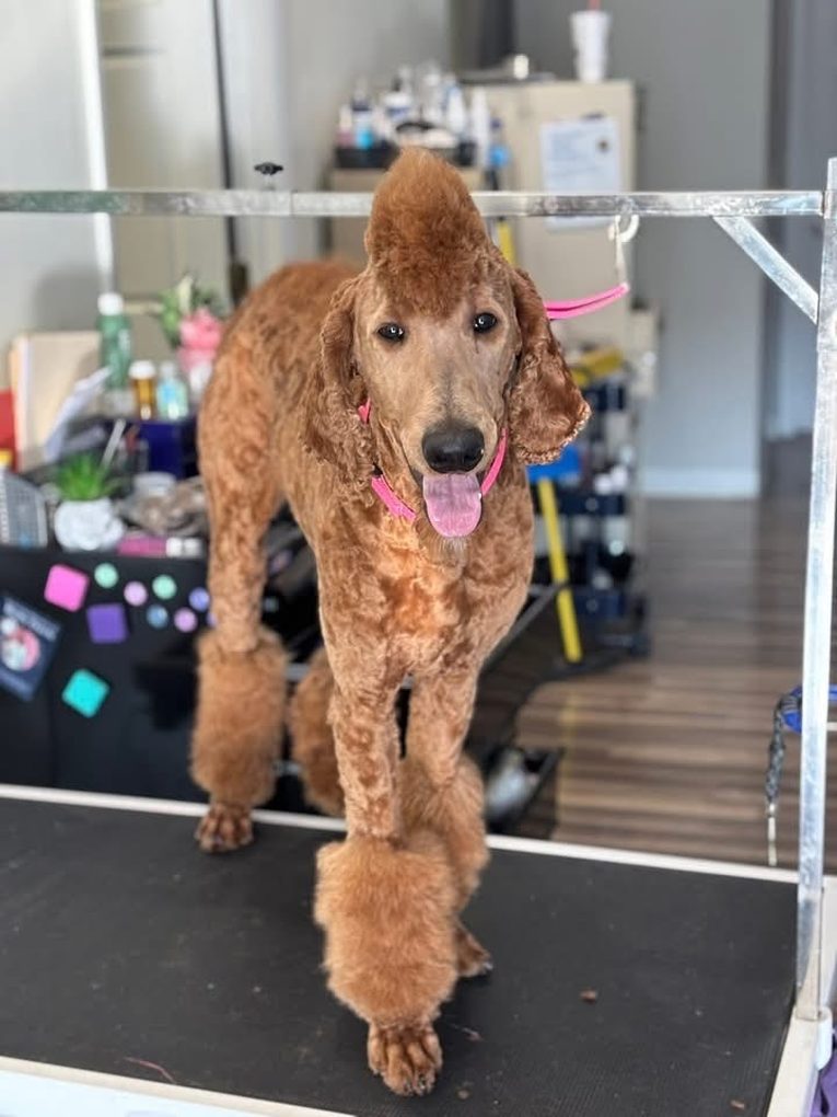 Red standard poodle with a fresh poodle trim