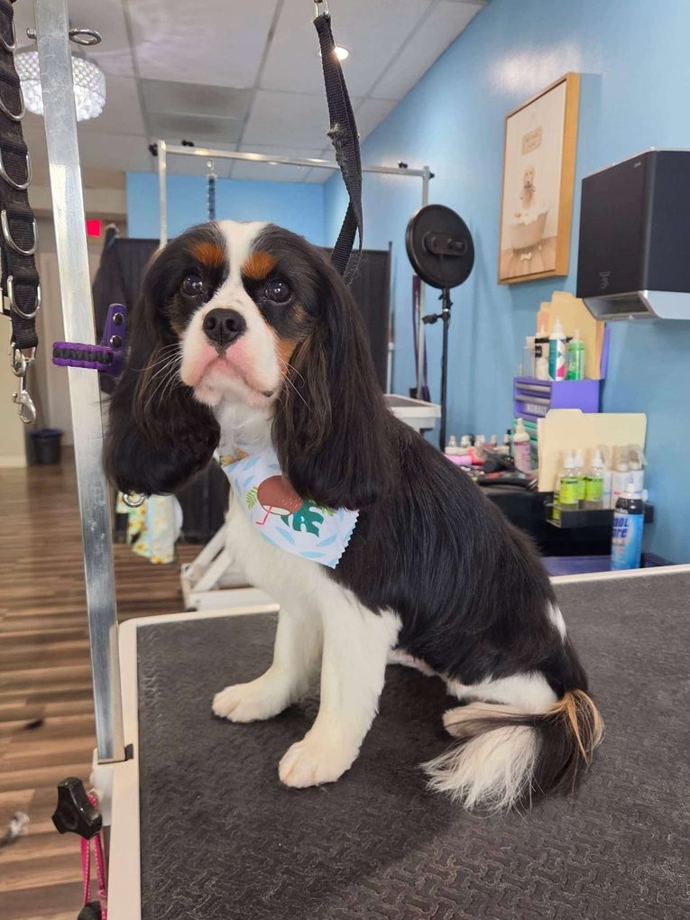 Tricolor Cavalier spaniel in a flamingo bandana