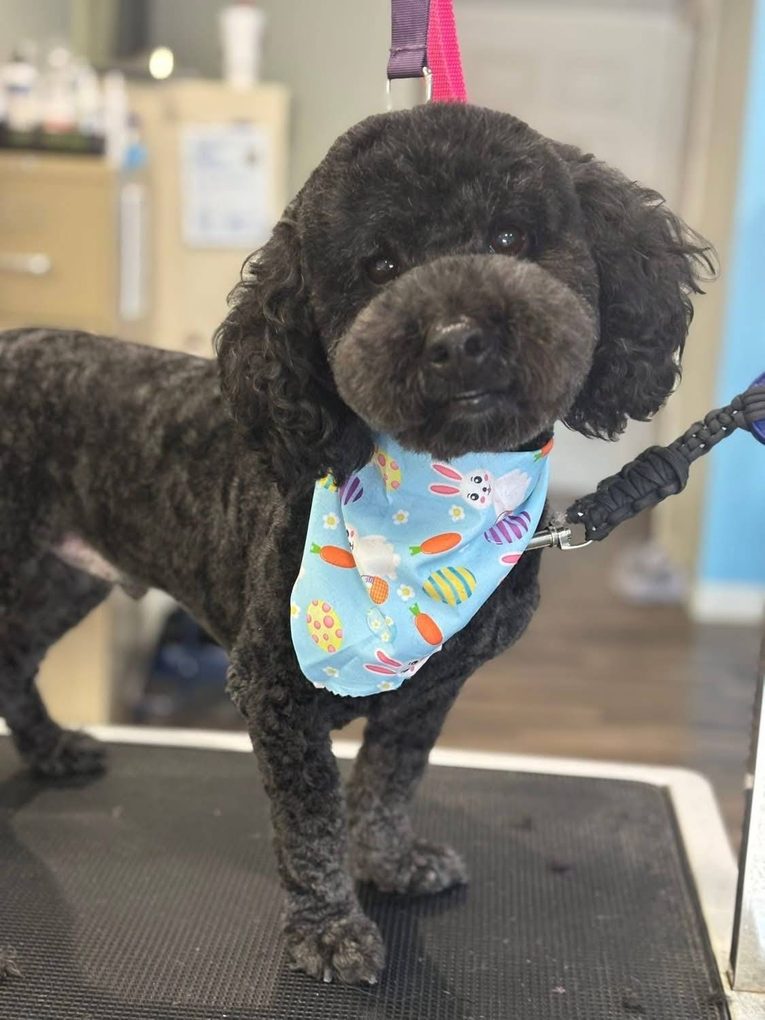 Black poodle mix in an Easter bunny bandana