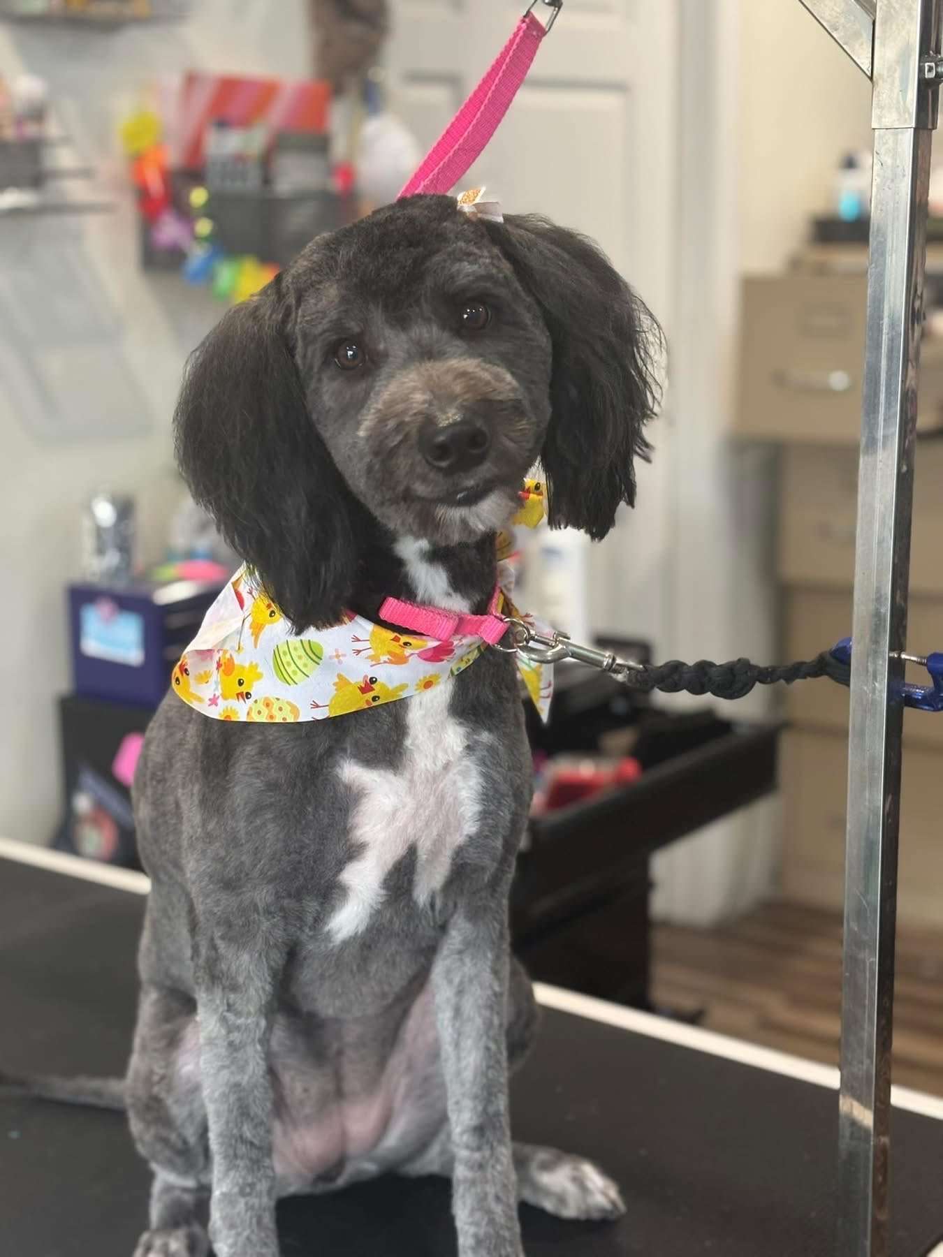 Gray and white doodle in a chick-print bandana on the grooming table